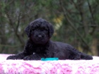 Briard - ern ttka s PP
