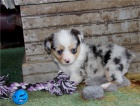 Pembroke welsh corgi štěňata