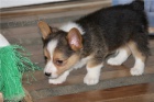  Štěňata Pembroke Welsh Corgi
