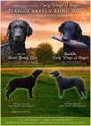 Štěně curly coated retrievera