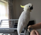 Prodám Deštník kakadu papoušci 