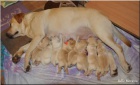 Labradorský retriever - žlutá štěňátka s PP