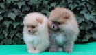Pomeranian štěňata s PP