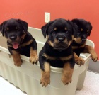 Rottweiler štěňata.