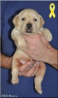 Labradorský retriever - žlutá štěňátka s PP