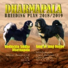Tibetsk doga tata s PP 2018/19