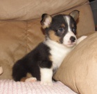 Corgi štěňata pro přijetí 