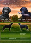 Štěně Curly coated retrievera