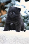 Pomeranian s PP
