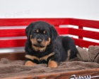 hezk rottweiler tata