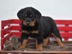 hezk rottweiler tata