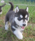 čistokrevné sibiřské husky štěňata, dokonalé modré oči