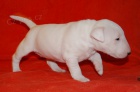 Miniaturní bullterier