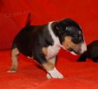 Miniaturní bullterier