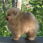Zdravý domov získal Pomeranian štěňata k dispozici
