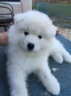 Samoyed štěňata