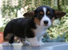 Tricolor a červená welsh corgi pembroke štěňata se štěňaty Modrých očí