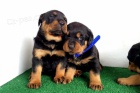 Rottweiler štěňata s PP.