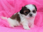 Shih Tzu štěňata s PP.