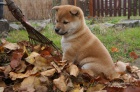 Shiba inu štěňata