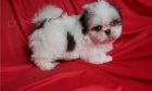 Shih Tzu štěňata na prodej