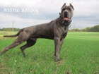 Americký bandog - štěňata