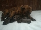 Americký bandog - štěňata