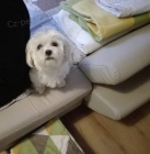 �t�n� Malt�z��ka - Malt�zsk� ps�k