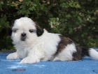 Shih-tzu, ši-tzu pejsek s PP