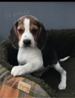Roztomilé štěňata beagle