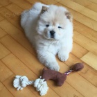 Štěňata Chow Chow