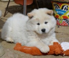 Štěňata Chow Chow