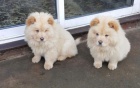 Štěňata Chow Chow