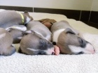 Štěňátka whippet / vipet