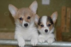 Štěňátka Pembroke Welsh Corgi pro vás