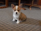 Štěňátka Pembroke Welsh Corgi pro vás