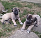 Anatolský pastevecký pes - kangal