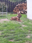 Americký bandog- štěňata