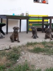 Americký bandog- štěňata