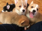 čistokrevných a zdravých štěňat Pembroke Welsh Corgi