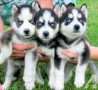Sibisk husky musk a ensk modr oi