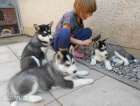 Sibisk husky musk a ensk modr oi