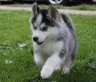 Sibirsk husky + s PP.