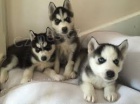 Prodej tat Sibisk husky s PP