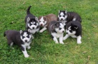 Prodm ttka Sibiskho Husky.