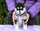 Velmi hezk feneka Sibiskho Husky hled nov domov.