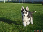 Velmi hezká fenečka Sibiřského Husky hledá nový domov.