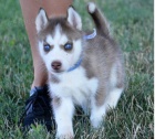  siberian husky pes 