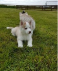 Sibisk husky