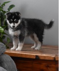 3 sibisk husky tata.